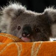 koala_benho