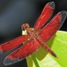 Reddragonfly