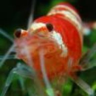 tienbm