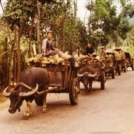 Carabao-cart