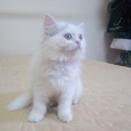 huuhungmd