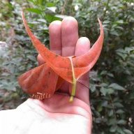 scorpion_ica