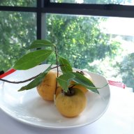 thị nở