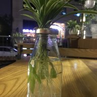 thanhvuongdo
