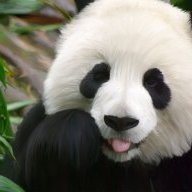 Gấu Mập Hà Thành