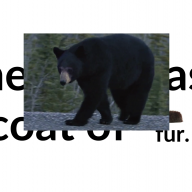 cái ci đi