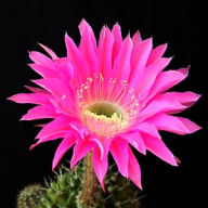 Bông Xương Rồng
