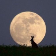 Bella Luna