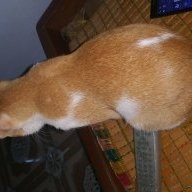 Hùng lên tiên