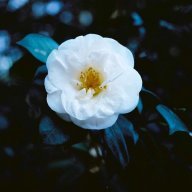 Ntnghia0309