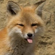 The fox