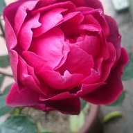 Hoa hồng cổ