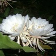 hathanh121881