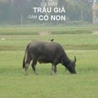 anhtraugia