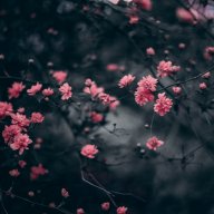 hieunice