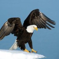 Eagle No.1
