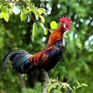 Chicken hills