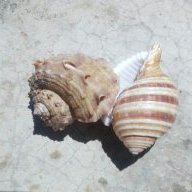 Thích lê la