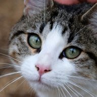 old cAt