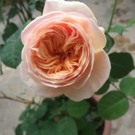 Hoa tuy lip đen