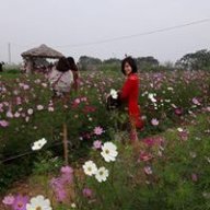 Hào nhật tảo