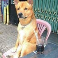 Chuyên Đánh Bả Chó