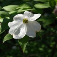 Dogwood