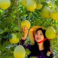 Bưởi Đoan Hùng
