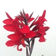 sylv