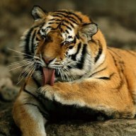 Night Tiger
