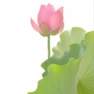 gat mua chinh hang
