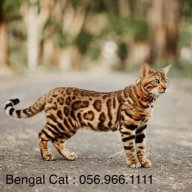 Bengal Cat