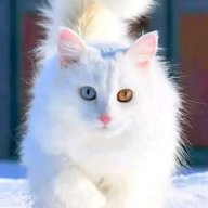 Mignon
