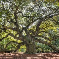 Old Oaks