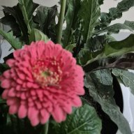 Rain of Love