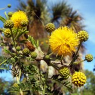 Acacia
