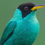 Bluebird2908