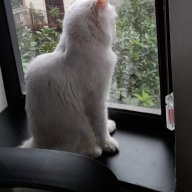 MeosamiPham