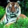 Tiger_King