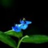 blue-flower