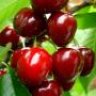 Cherry_Cherry