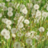 Taraxacum