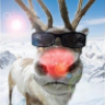 reindeer_rudolp