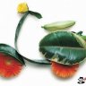 Lao Xa Lao Xao