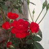 Phuong small
