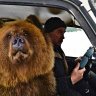 bear in car