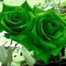 Greenrose