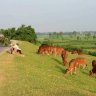 Cánh đồng ngô