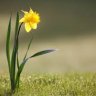 Narcissus