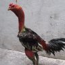 Gà Đực